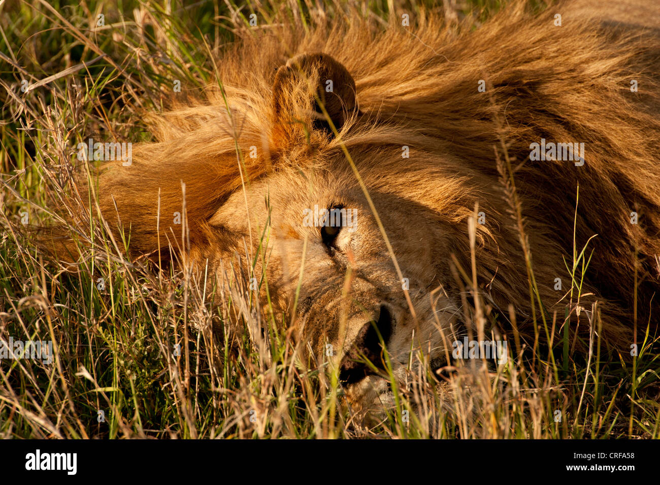 Lion in erba lunga del Masai Mara in Kenya Foto Stock