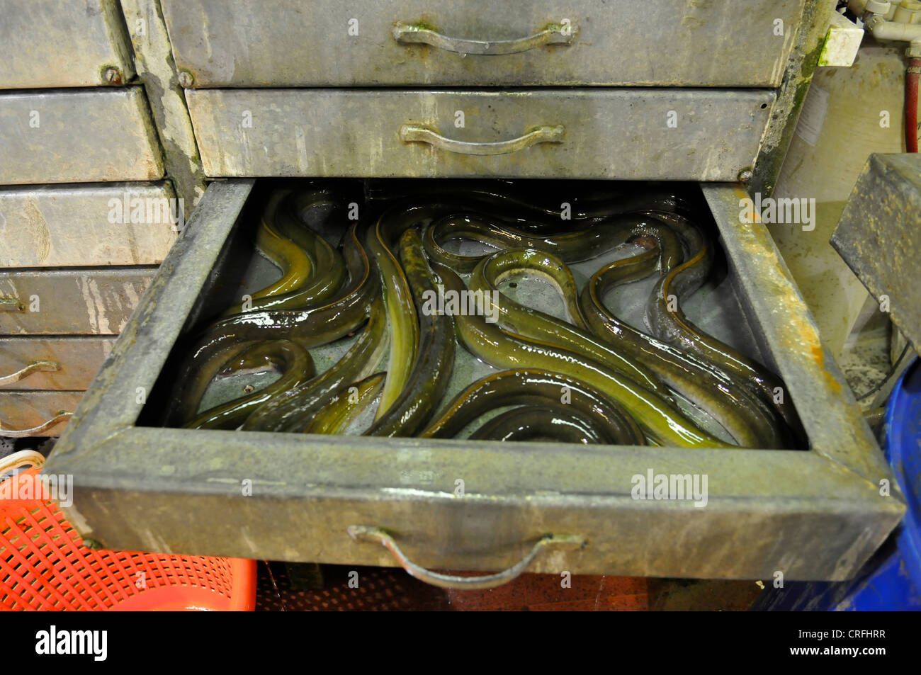 Anguille in un pareggio nel mercato di Billingsgate, Londra Foto Stock