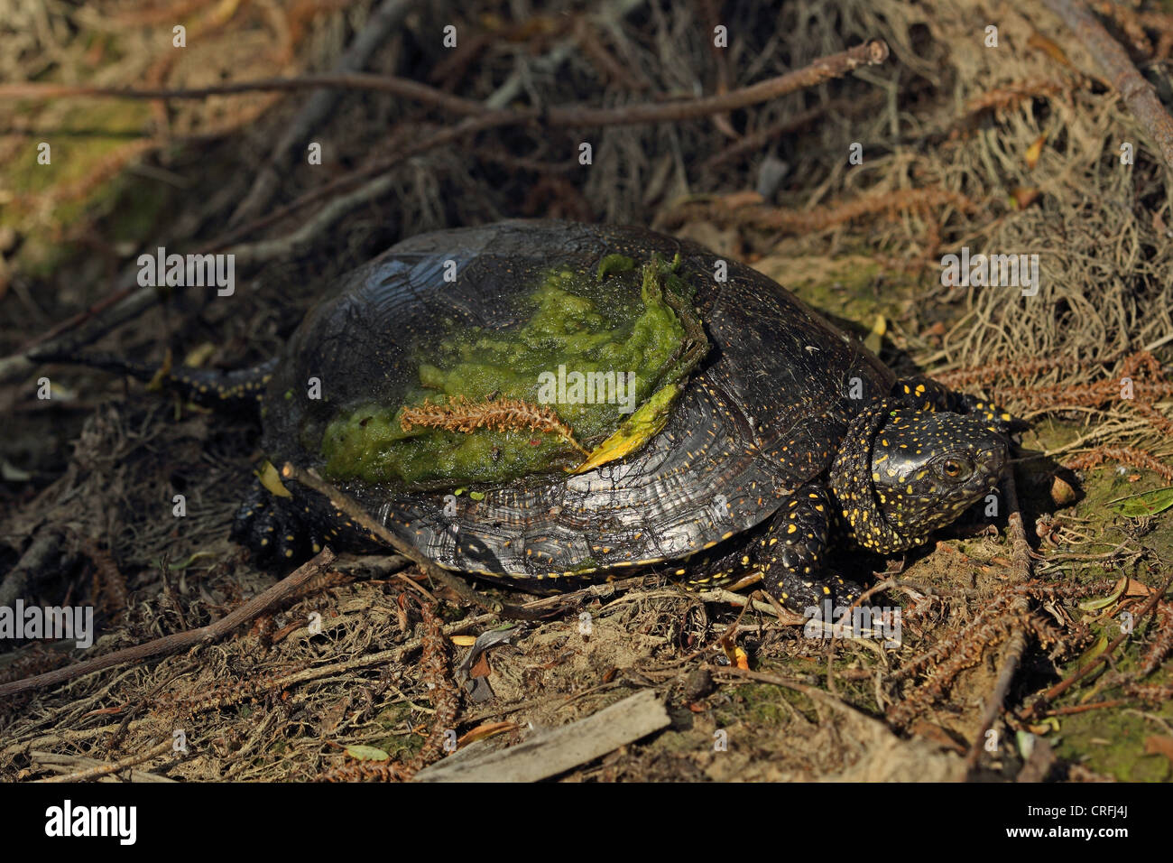 European Pond Terrapin (Emys orbicularis) Foto Stock