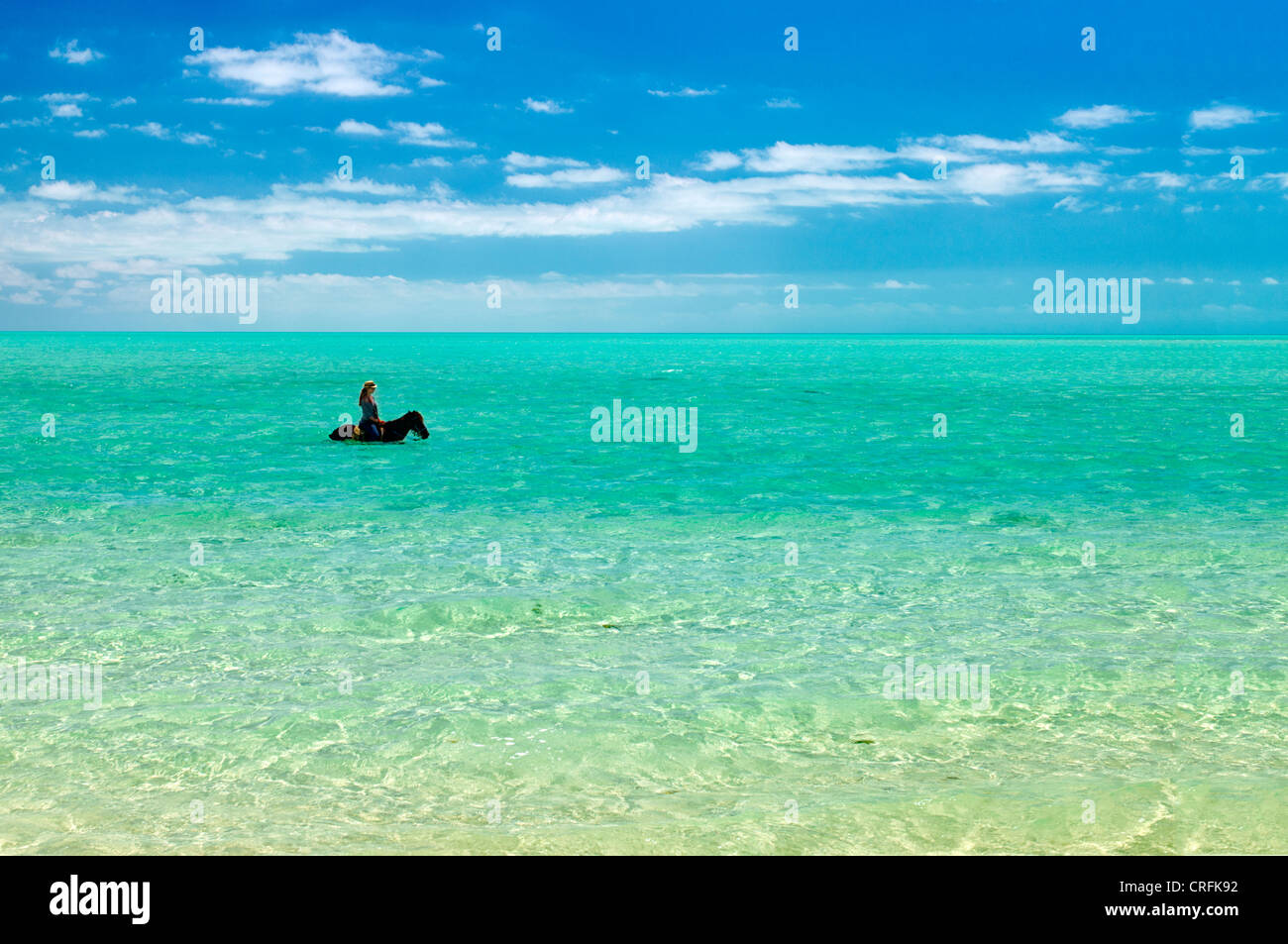 Piloti del Cavallino in acqua. Providenciales. Isole Turks e Caicos. Foto Stock