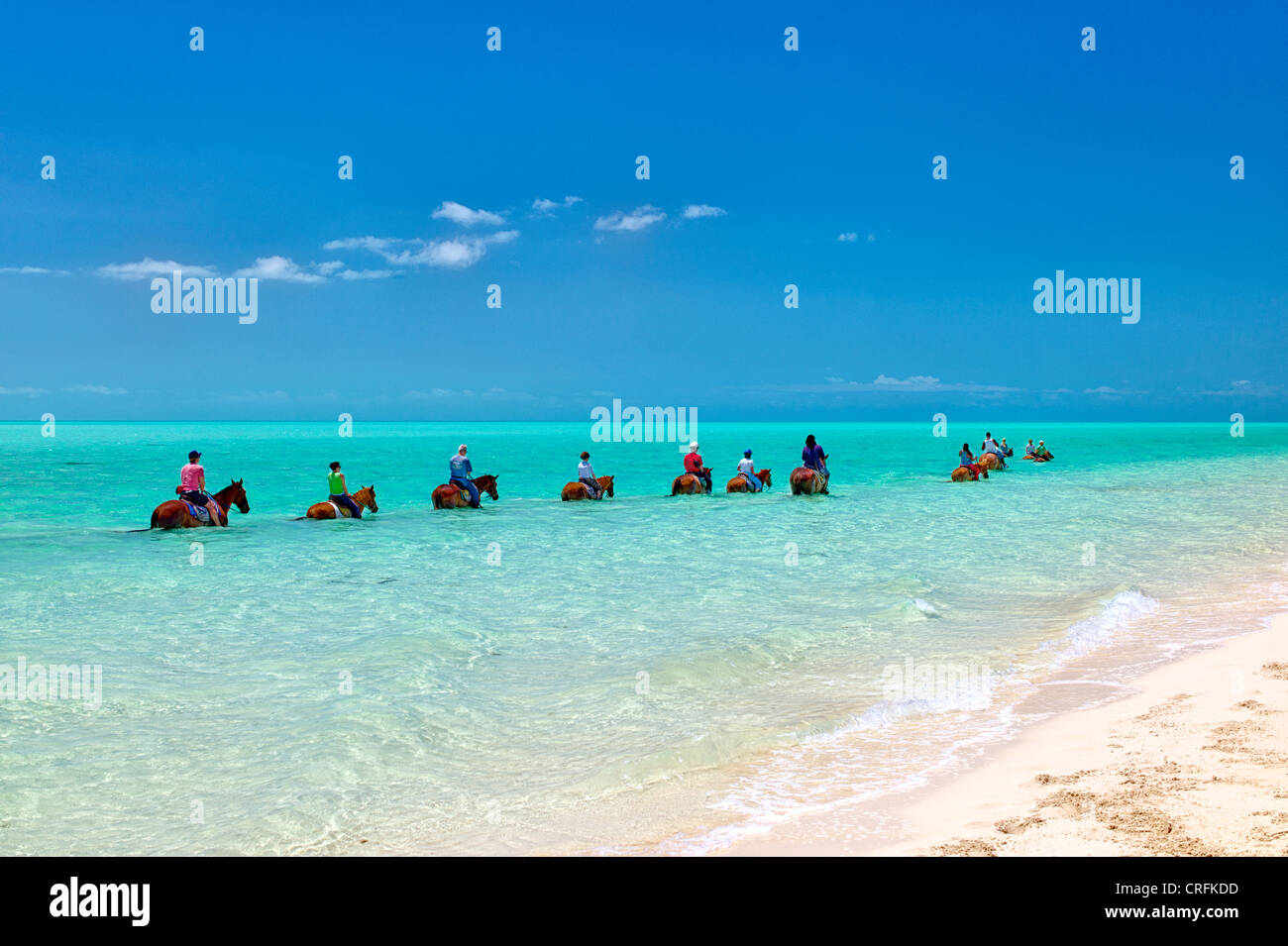 Gruppo di piloti del Cavallino in acqua. Providenciales. Isole Turks e Caicos. Foto Stock
