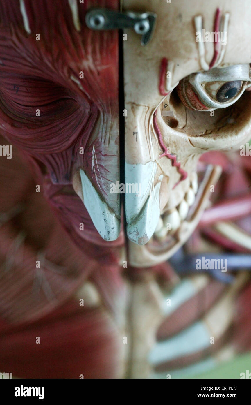 Accademico anatomia anatomico arterie biologico di arteria Foto Stock