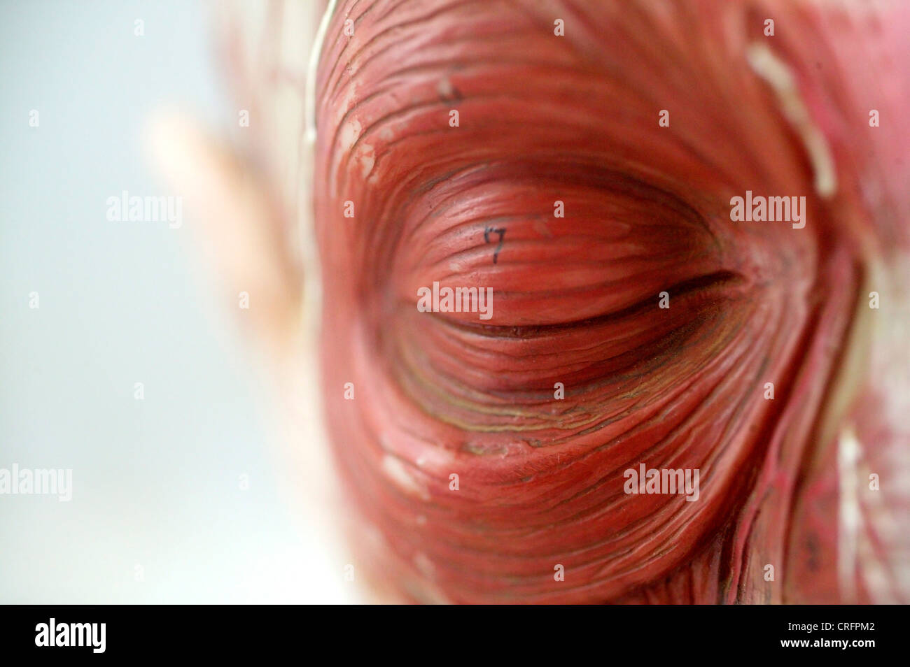 Anatomia accademico faccia degli occhi Foto Stock