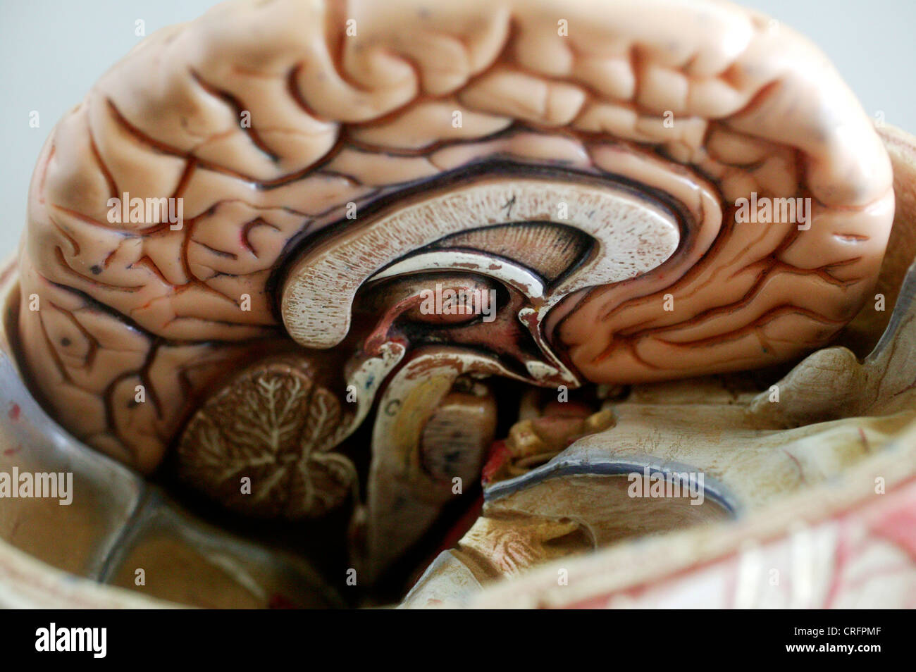 Cervello accademico nel sistema nervoso centrale Foto Stock