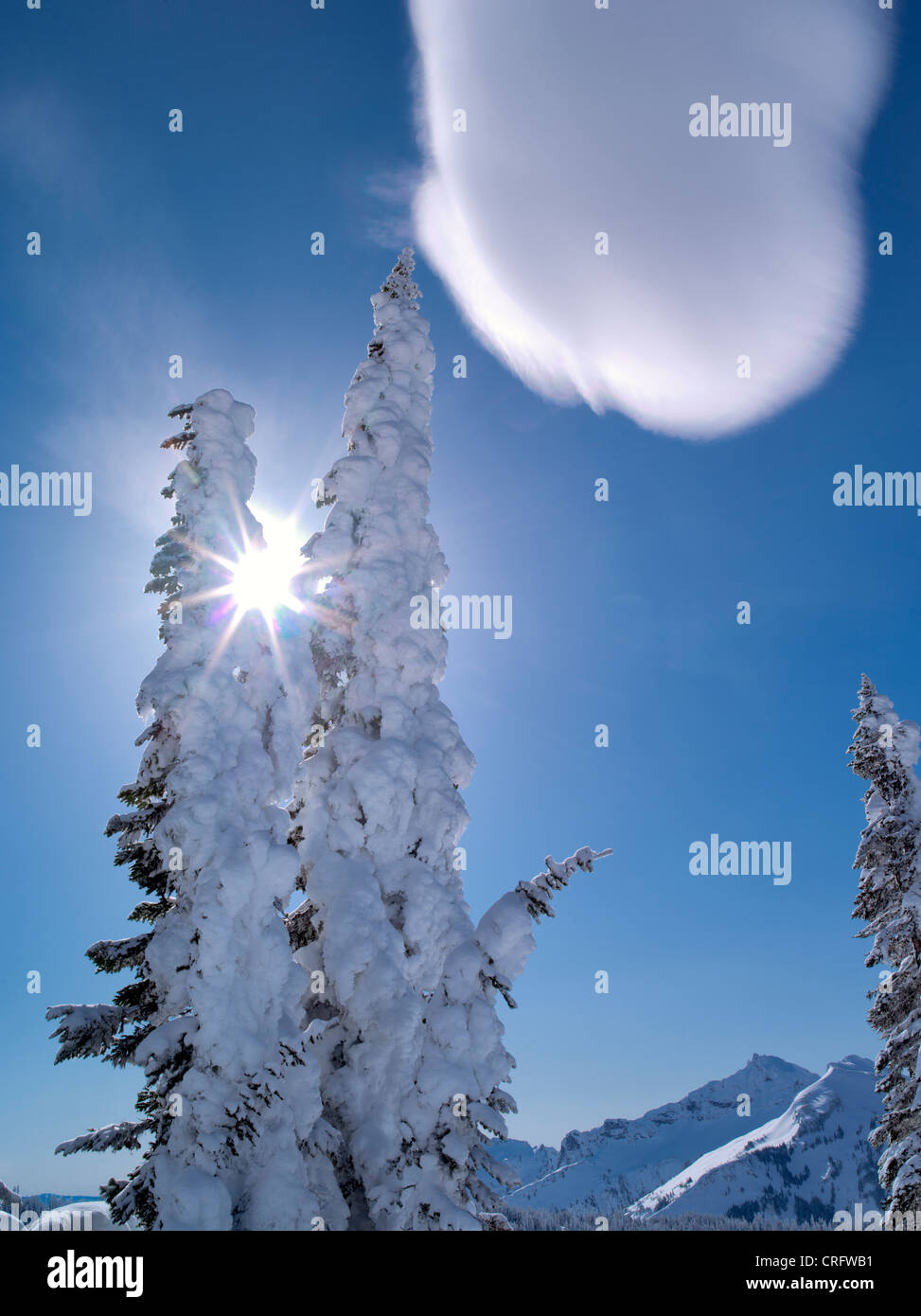 Coperta di neve alberi con sunburst e cloud. Mt. Rainier National Park, Washington Foto Stock