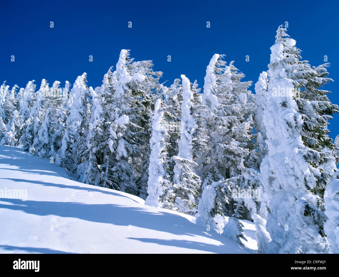 Coperta di neve alberi. Mt. Rainier National Park, Washington Foto Stock
