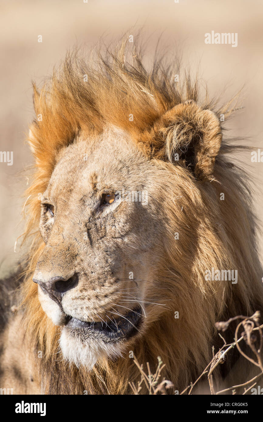 Leone maschio (Panthera leo) nel Parco Nazionale di Etosha, Namibia. Foto Stock