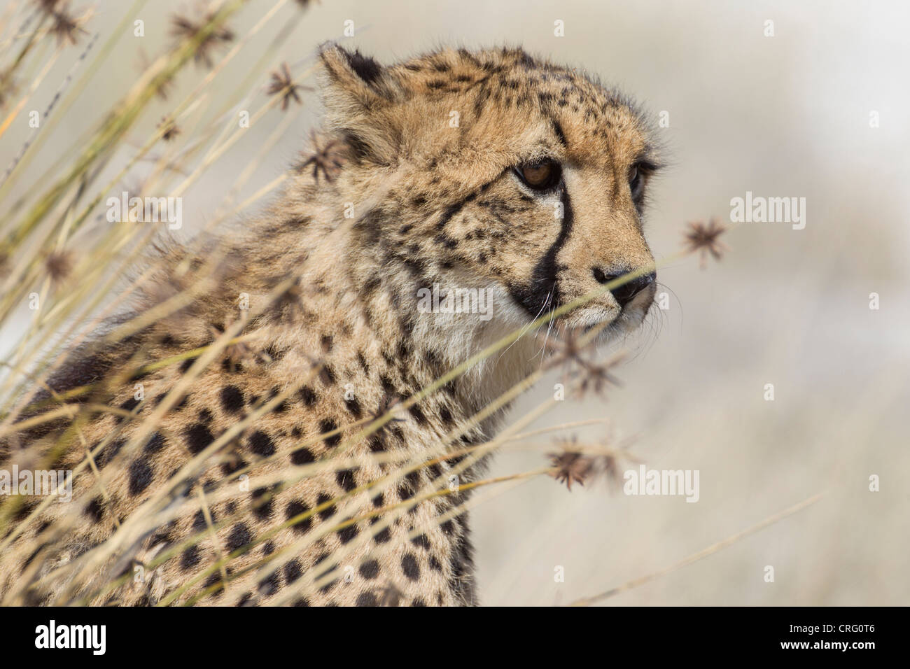 Ghepardo (Acinonyx jubatus) nel Parco Nazionale di Etosha, Namibia. Foto Stock