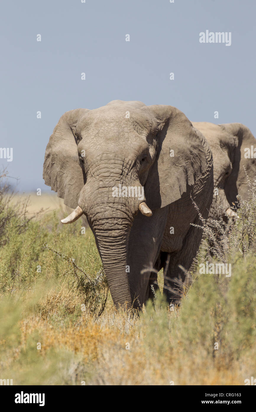 Elefante africano (Loxodonta africana) nel Parco Nazionale di Etosha, Namibia. Foto Stock