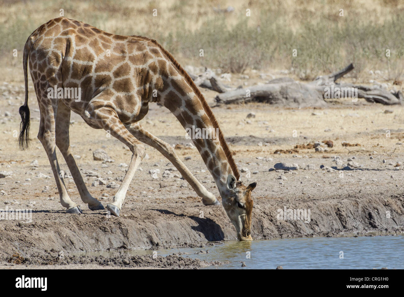 Giraffe (Giraffa camelopardalis) nel Parco Nazionale di Etosha, Namibia. Foto Stock