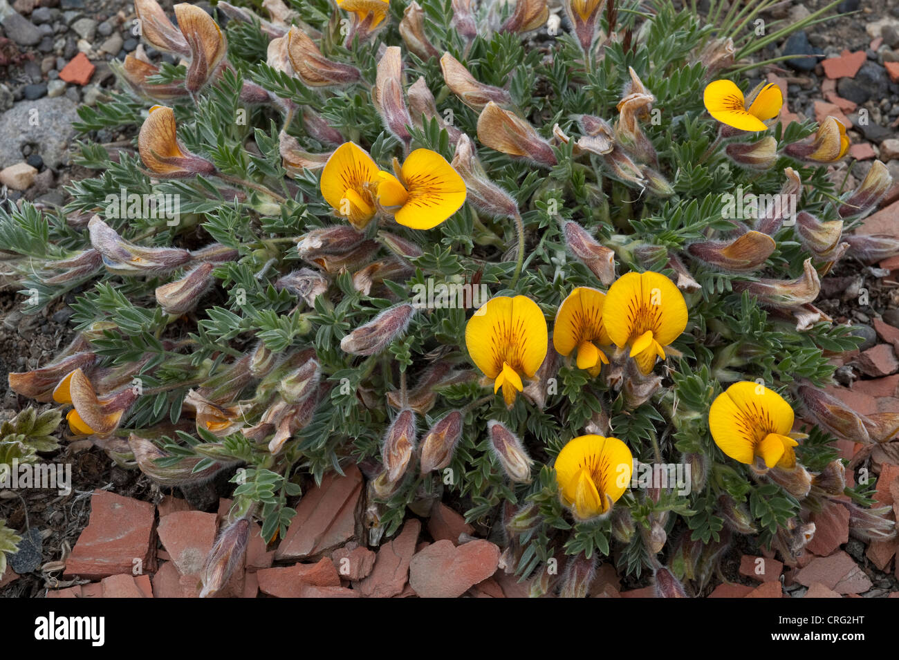 Adesmia villosa pianta endemica fiori Santa Cruz Provincia Patagonia Argentina America del Sud Foto Stock