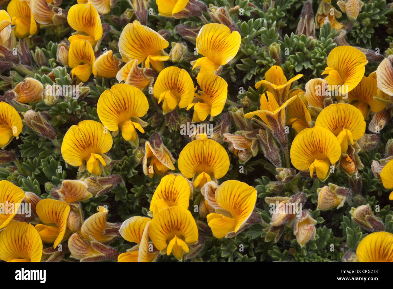 Adesmia suffocata fiori allo svincolo della strada 40 e 11 Santa Cruz Provincia Patagonia Argentina America del Sud Foto Stock