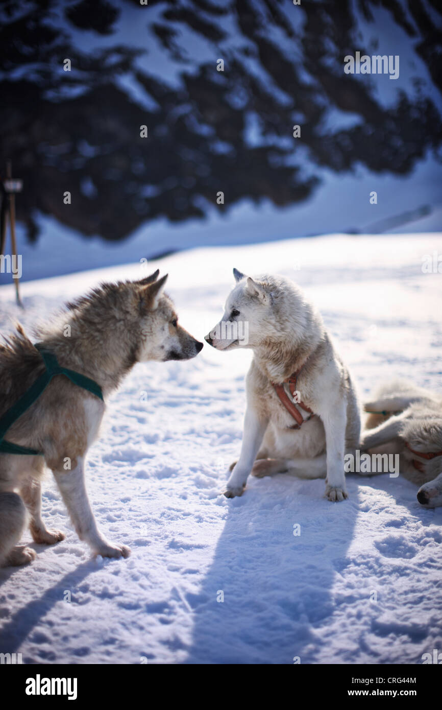 Slitte trainate da cani toccando nasi nella neve Foto Stock