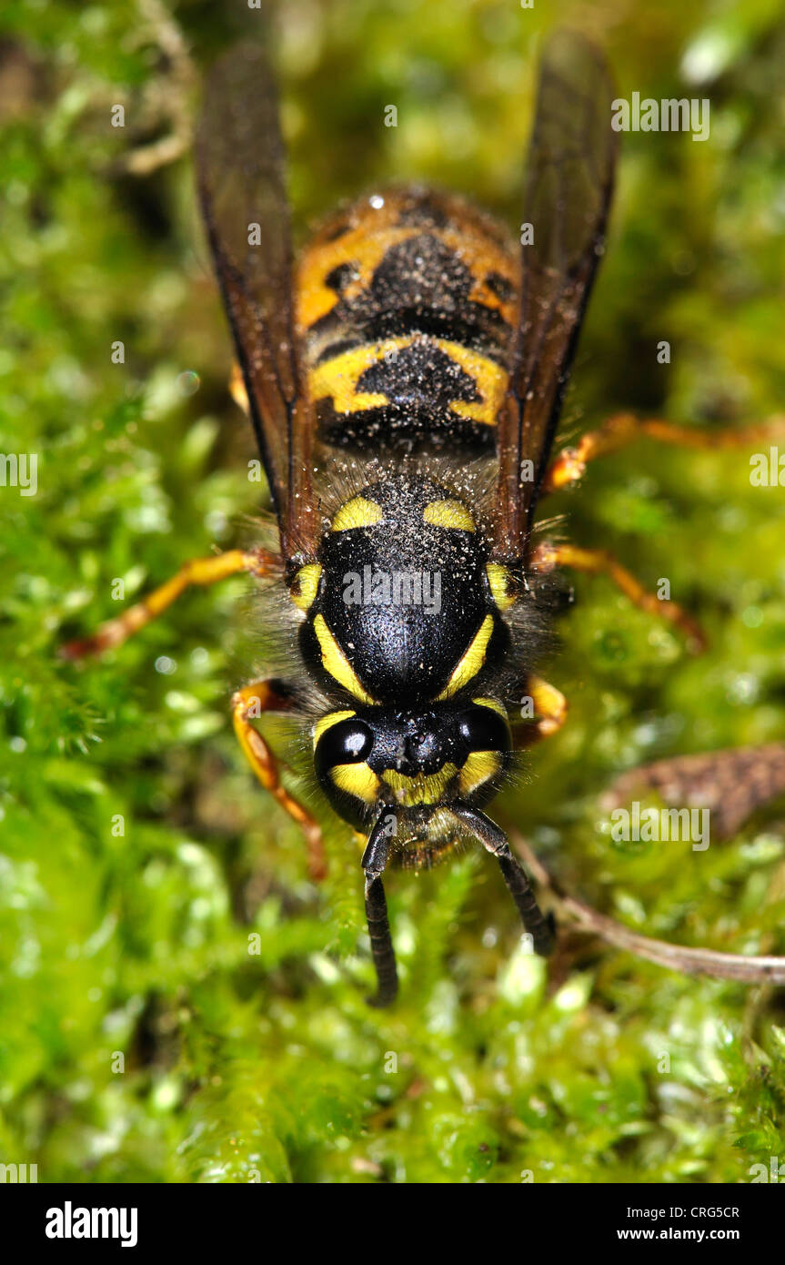Un queen wasp comune su MOSS REGNO UNITO Foto Stock