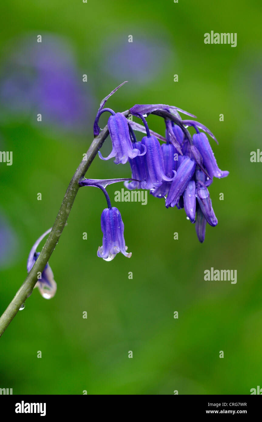 Un unico fiore bluebell nella primavera del Regno Unito Foto Stock