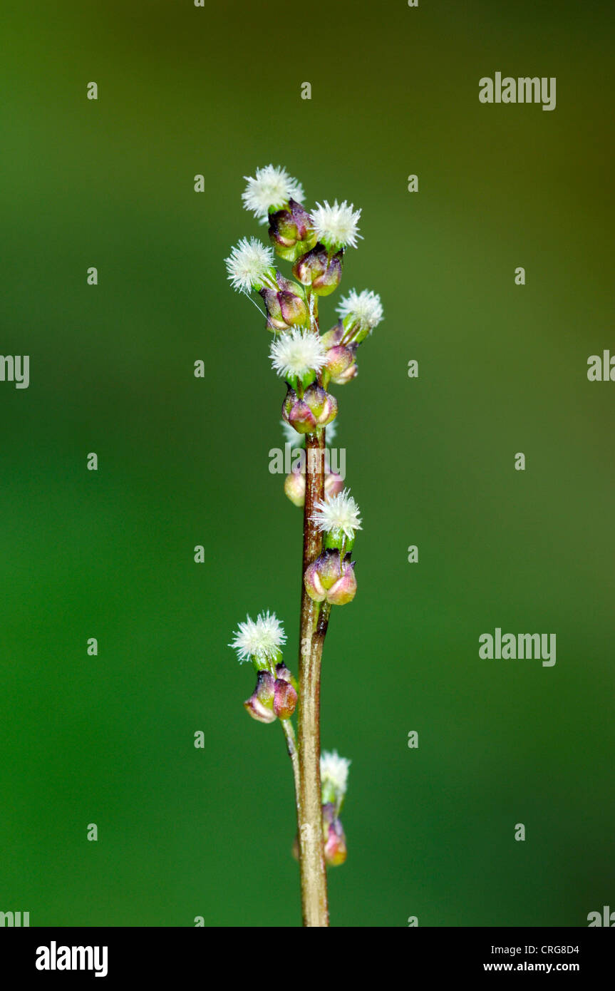 MARSH ARROWGRASS Triglochin palustre (Juncaginaceae) Foto Stock