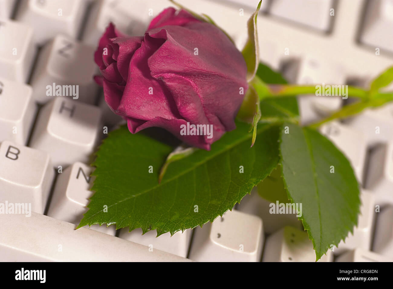 Immagine simbolica per internet amore, red rose e tastiera Foto Stock