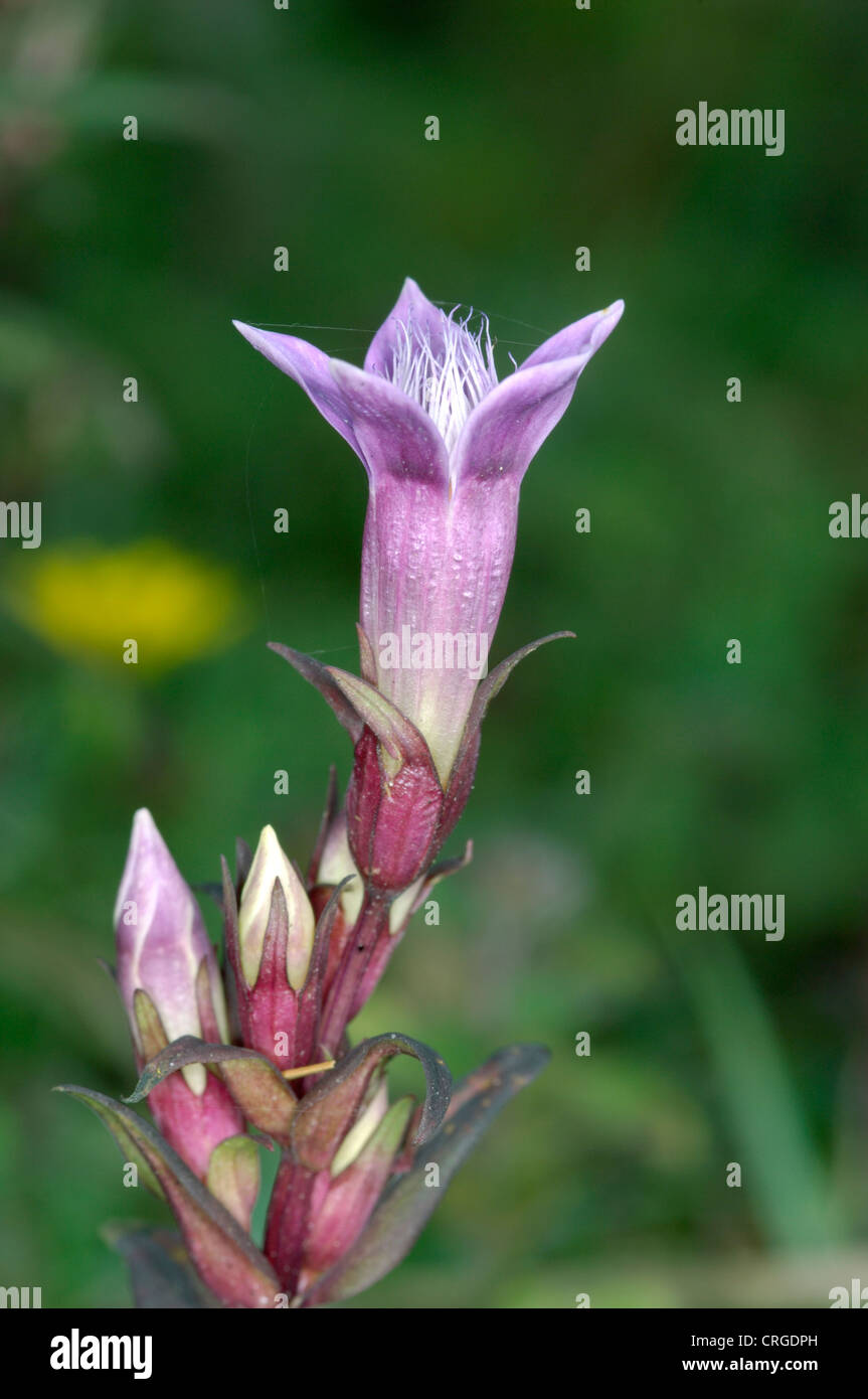 CHILTERN GENZIANA Gentianella germanica Foto Stock