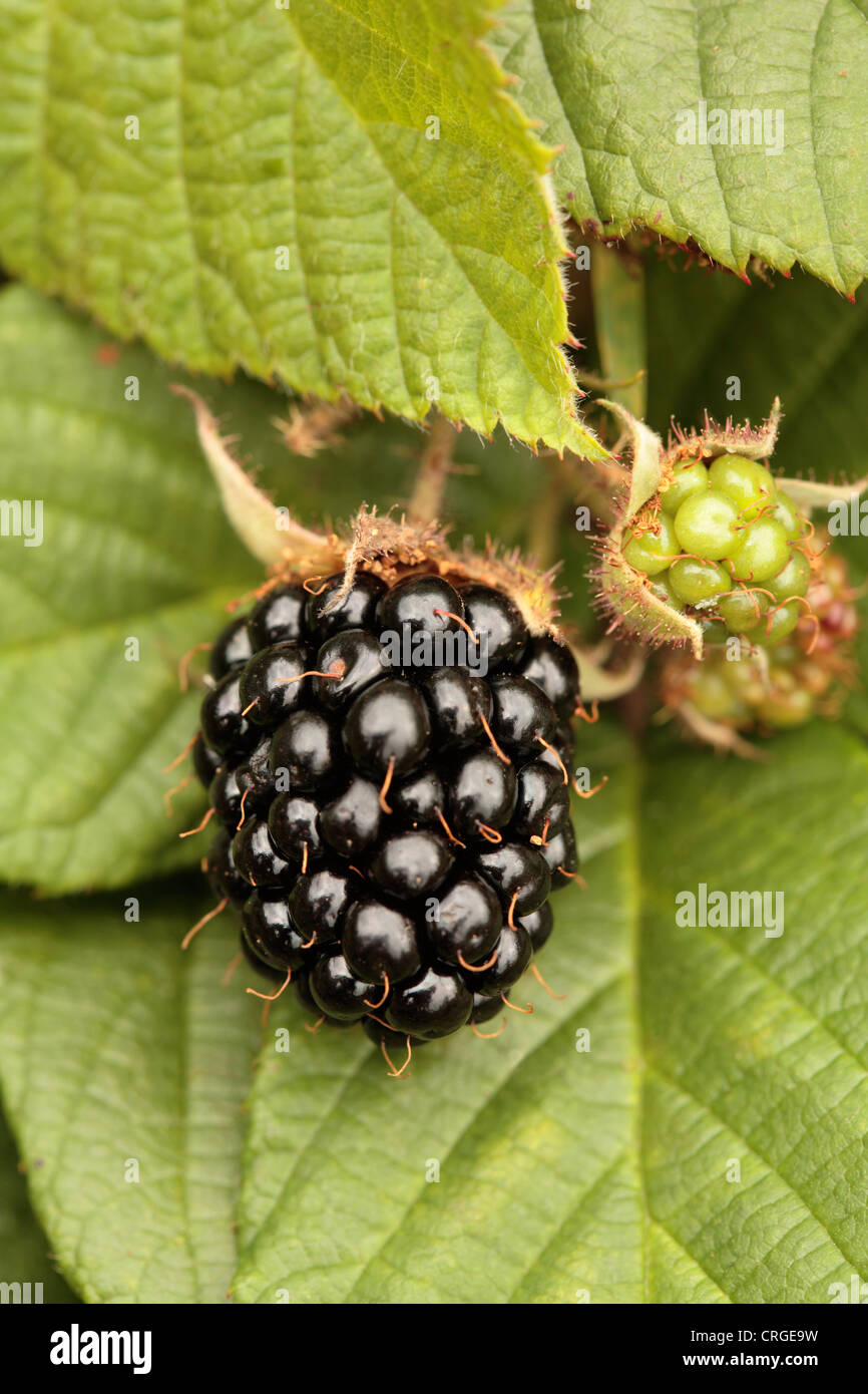 More crescente sulla boccola Foto Stock
