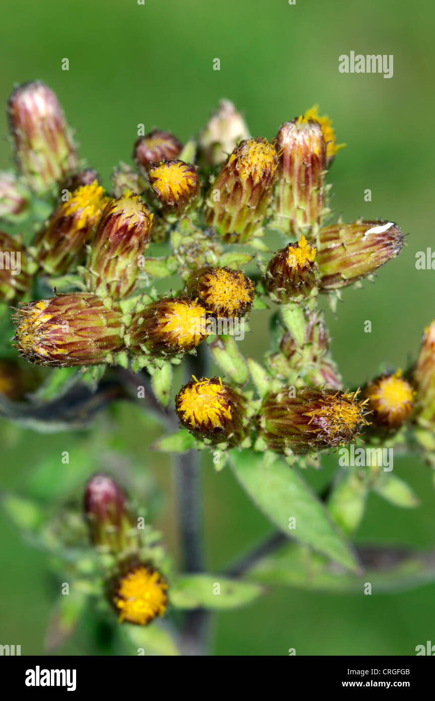 PLOWMAN'S-nardo Inula conyzae (Asteraceae) Foto Stock