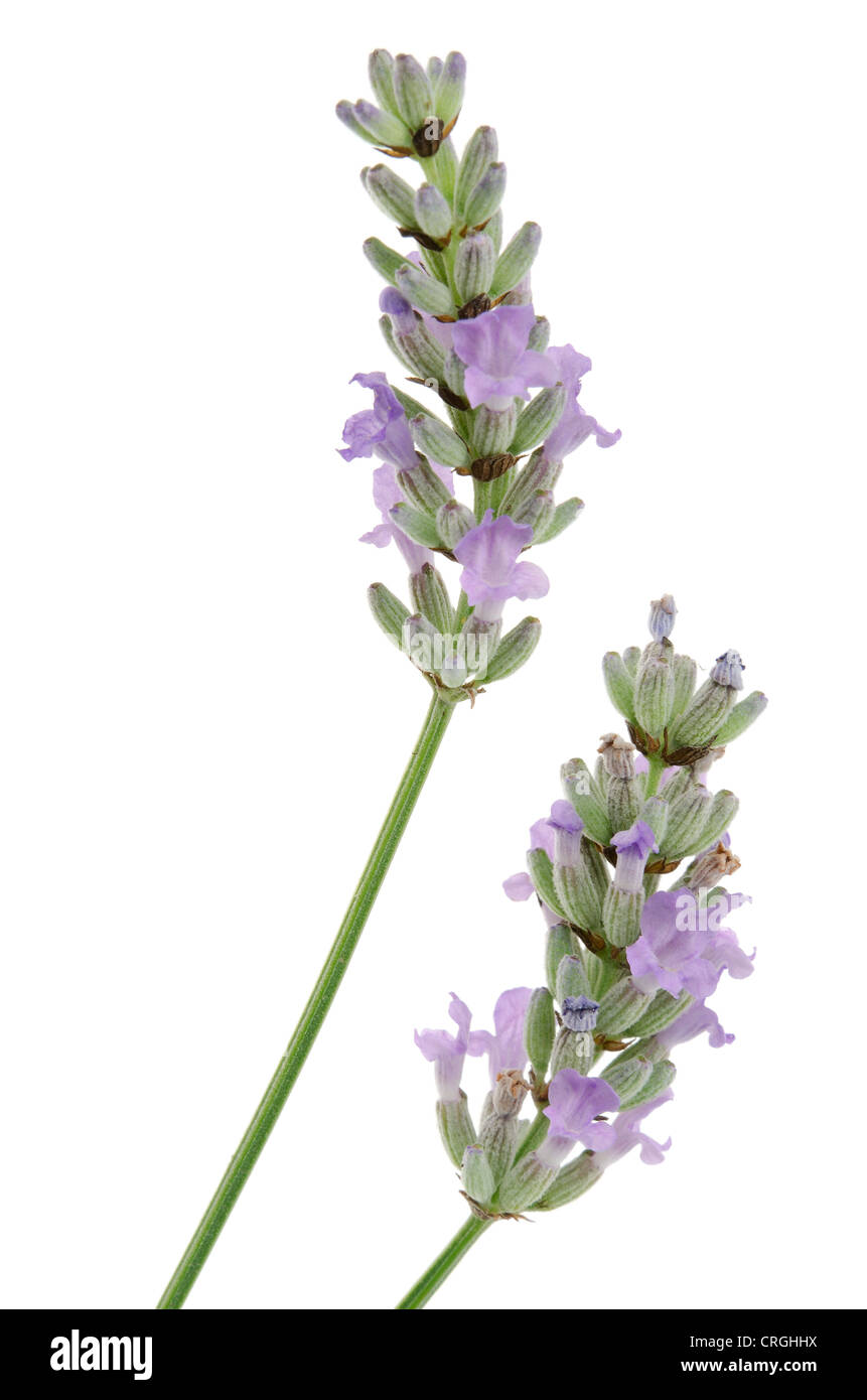 Due gambi di lavanda con uno sfondo bianco Foto Stock