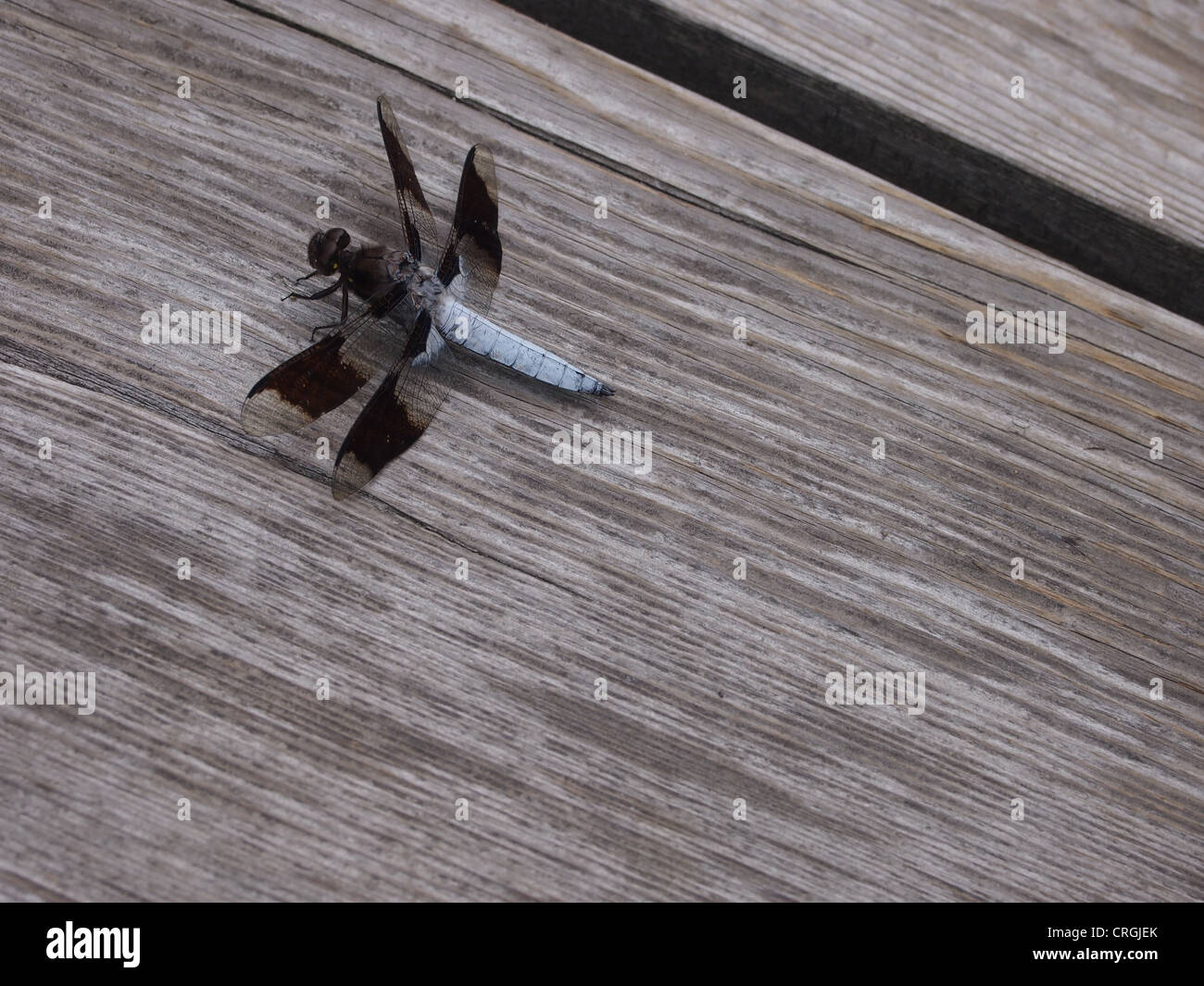 Dragon Fly sul Boardwalk Foto Stock