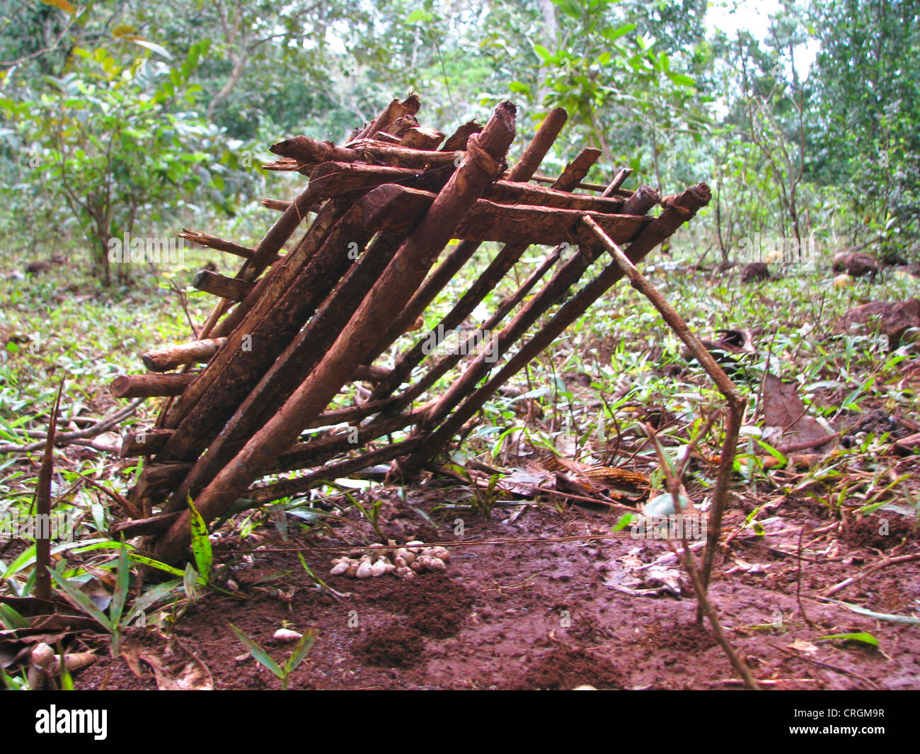 Semplice bird trappola fatta di piccoli bastoni di legno in una zona rurale, Haiti, Grande Anse, Jeremie Foto Stock