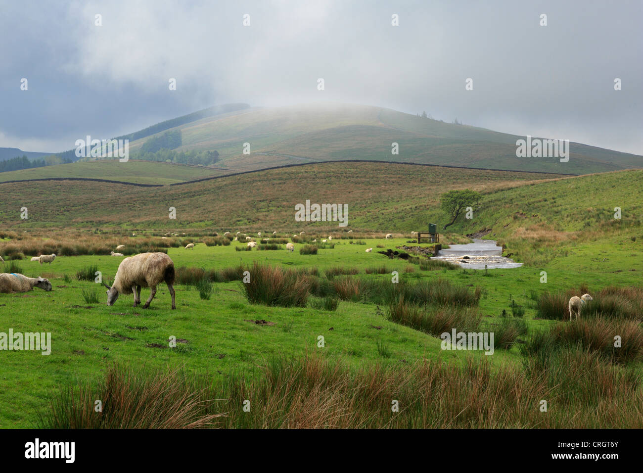 Foschia mattutina nel Yorkshire Dales. Pecore pascolano in un pascolo accanto alla B6255 Hawes a Ingleton road. Foto Stock