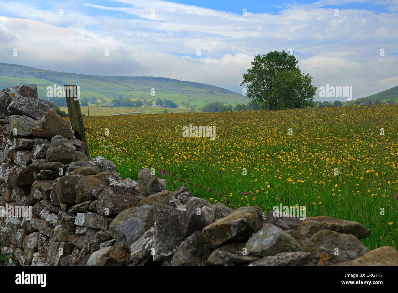 Asciugare la parete di pietra e buttercup meadow, Townhead Lane, Ravenstonedale, Cumbria Foto Stock