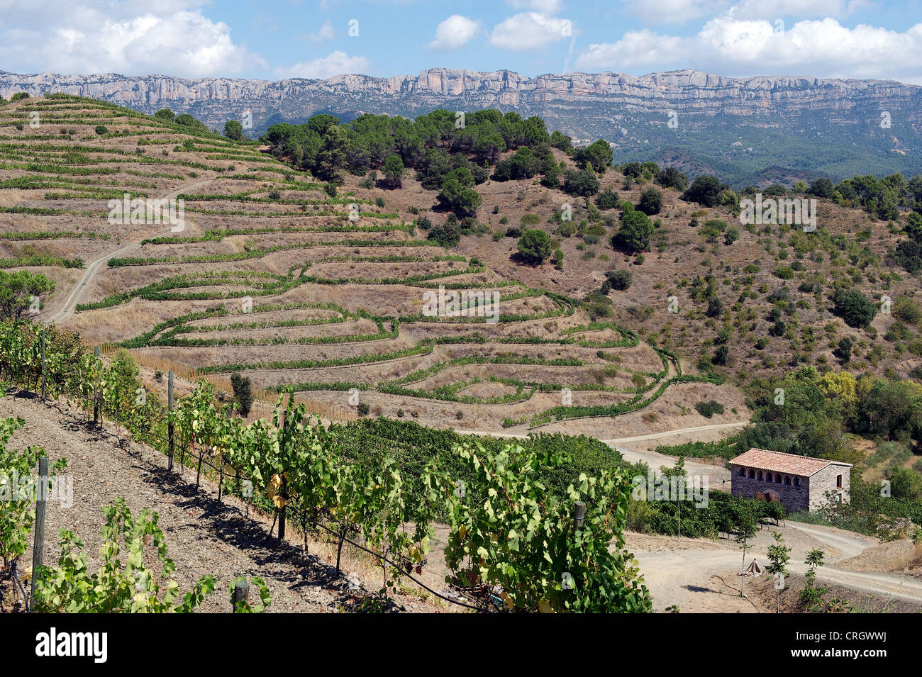 Vigneto organico in Priorat (aka Priorato) con vitigni, una colonica in pietra e le montagne Montsant, Poboleda, Tarragona, Spagna Foto Stock