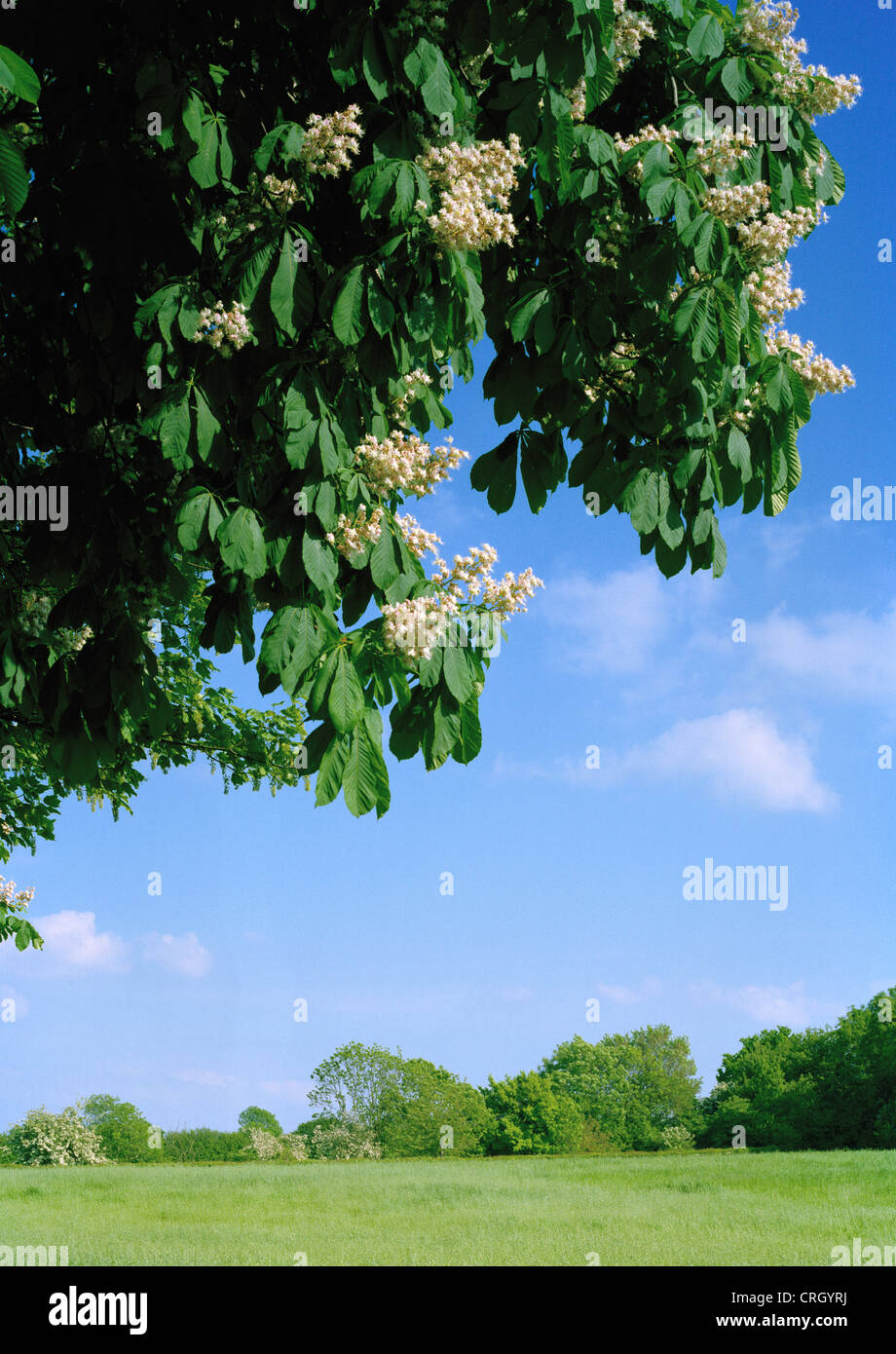Fiore bianco del cavallo castagno Aesculus hippocastanum in Cambridgeshire Foto Stock