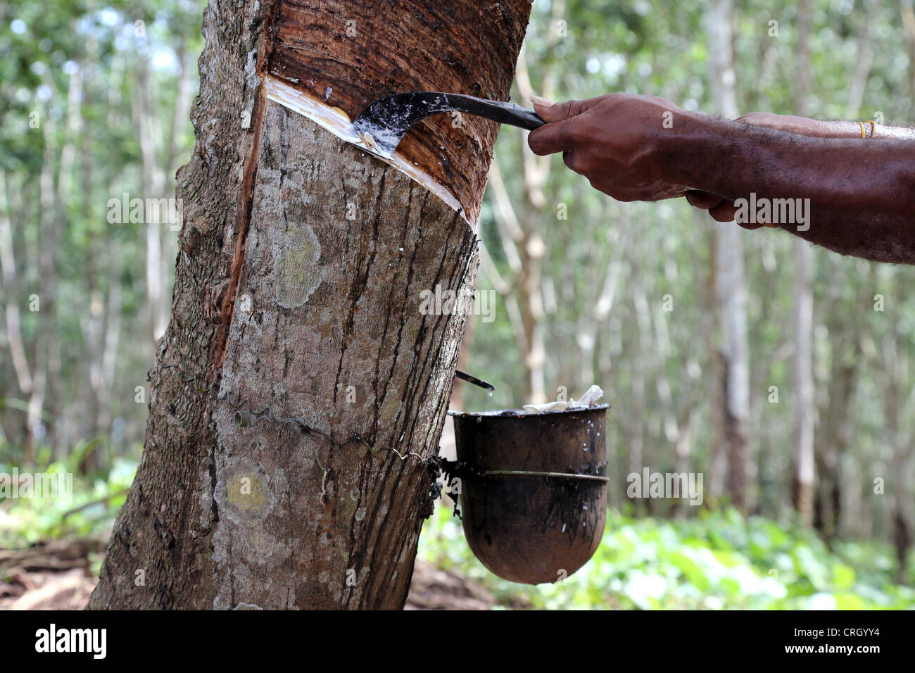 Estrazione di lattice da alberi della gomma, provincia centrale, Papua Nuova Guinea Foto Stock