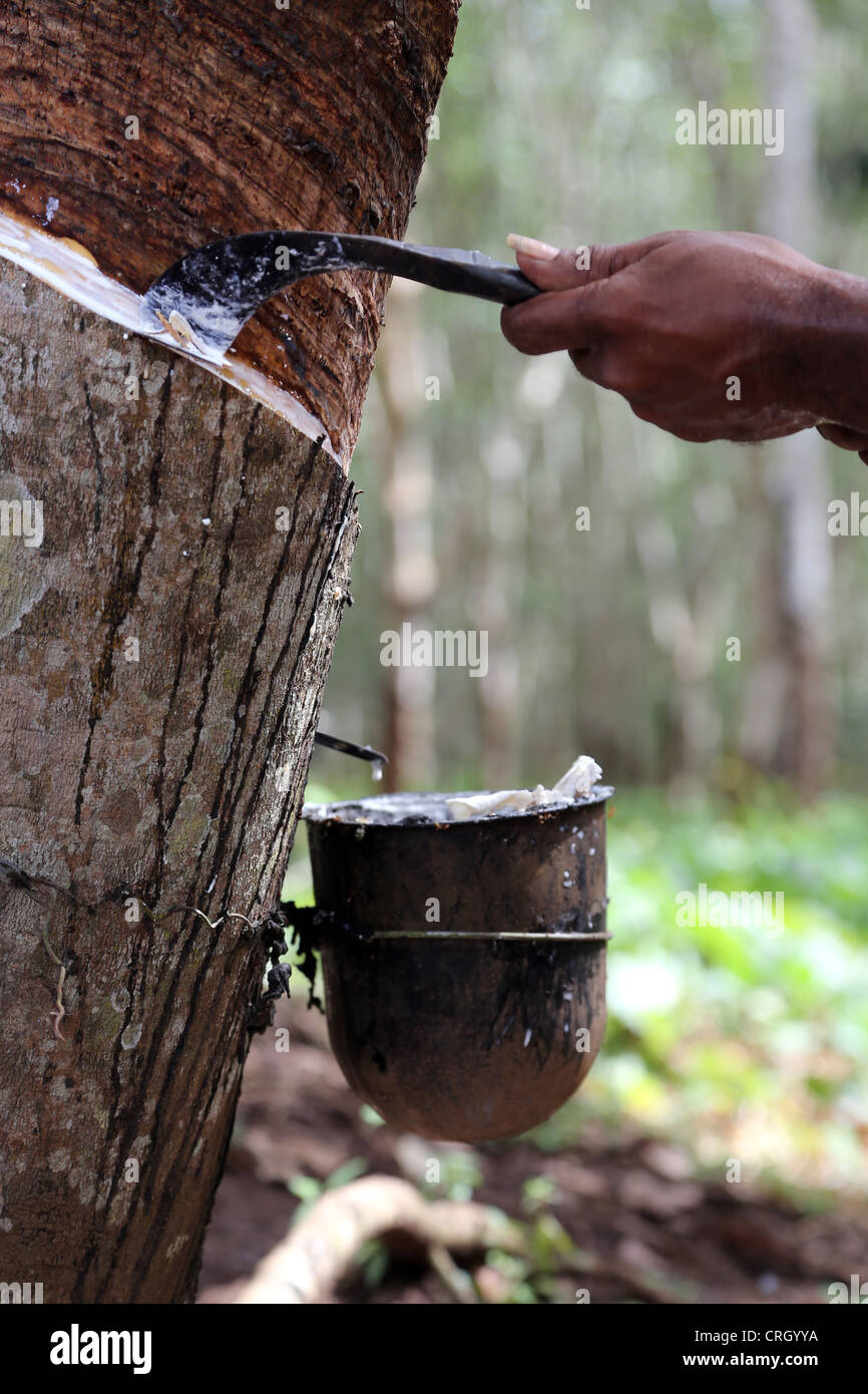 Estrazione di lattice da alberi della gomma, provincia centrale, Papua Nuova Guinea Foto Stock