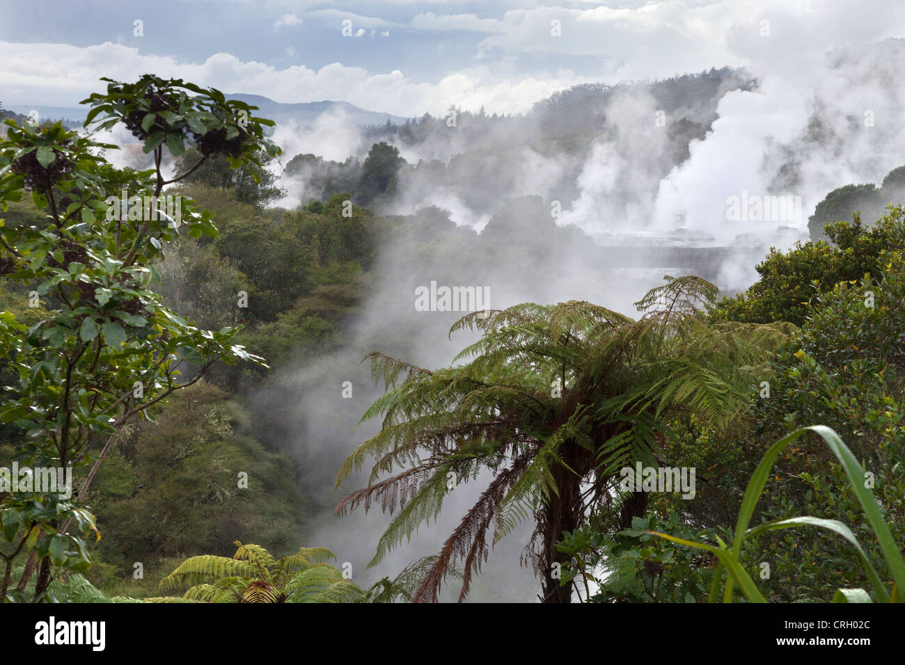 Primaeval scena a Te Puia area geotermica, a Rotorua, Nuova Zelanda 2 Foto Stock