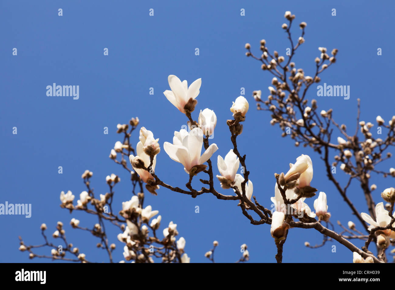 Uno dei primi segni di primavera a Pechino in Cina - magnolia che esplode nel blumo contro un profondo cielo blu. DOF poco profondo. Foto Stock