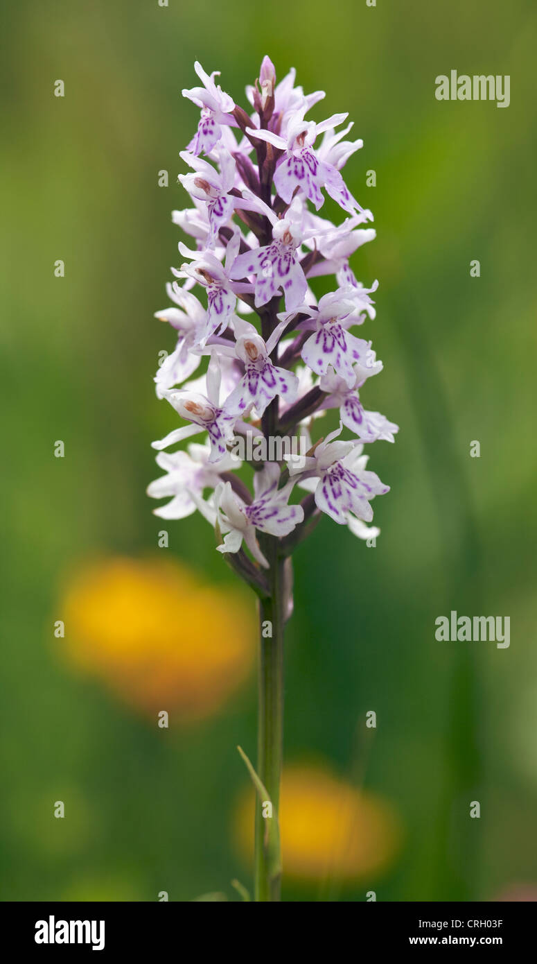 Dactylorhiza fuchsii, orchidea, comune spotted orchid Foto Stock