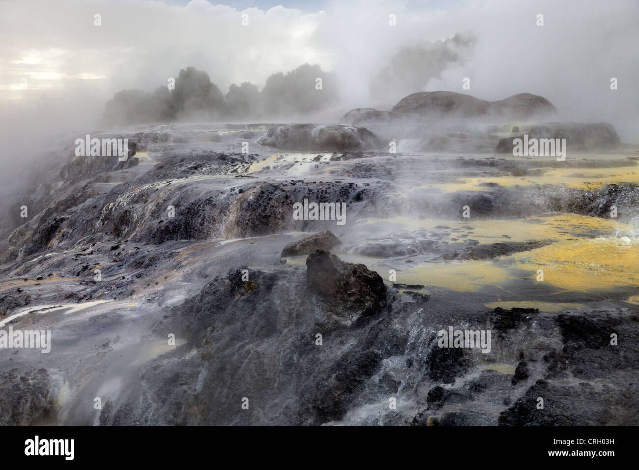 Primaeval scena a Te Puia area geotermica, a Rotorua, Nuova Zelanda 4 Foto Stock