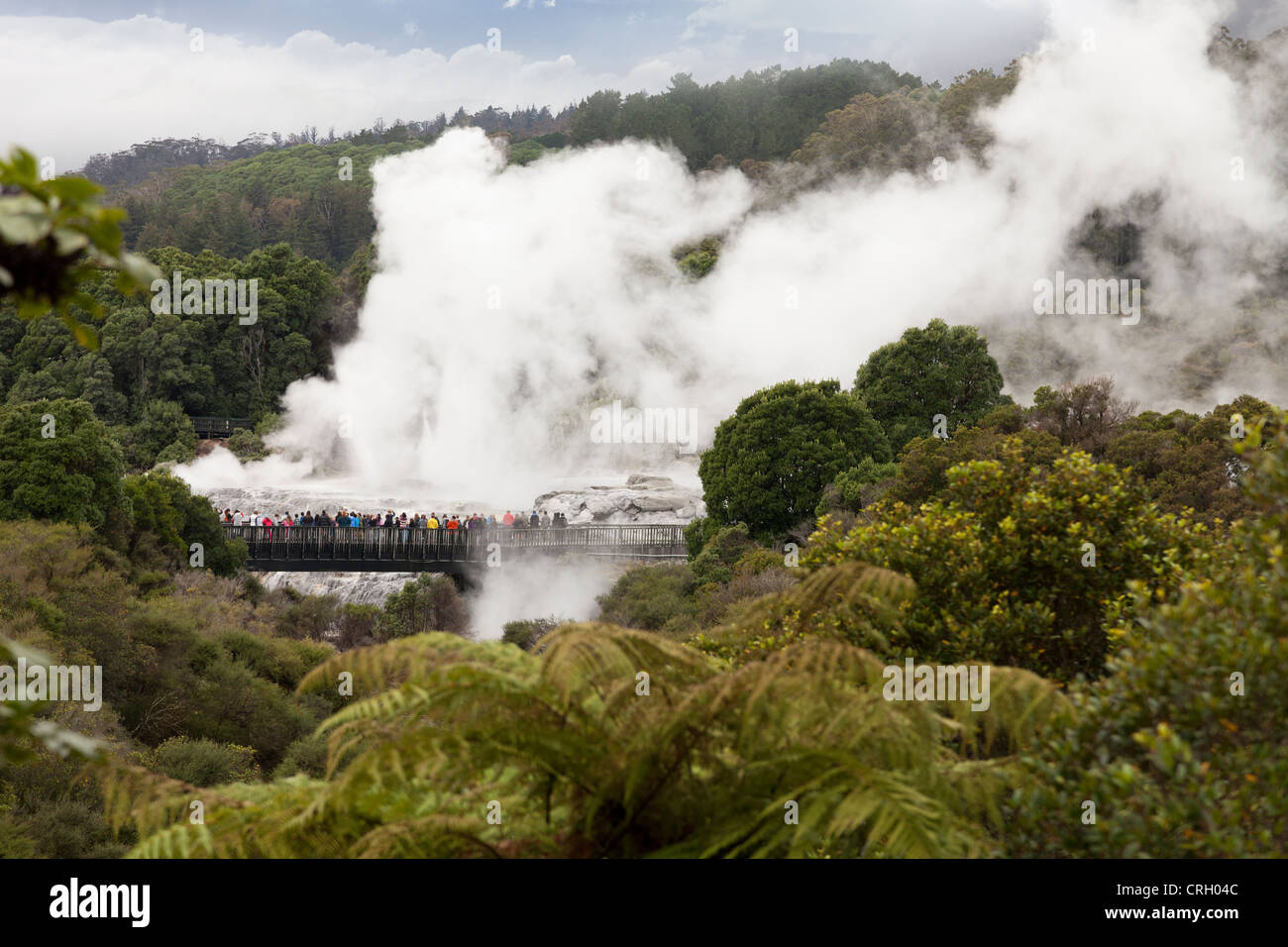 Primaeval scena a Te Puia area geotermica, a Rotorua, Nuova Zelanda 6 Foto Stock