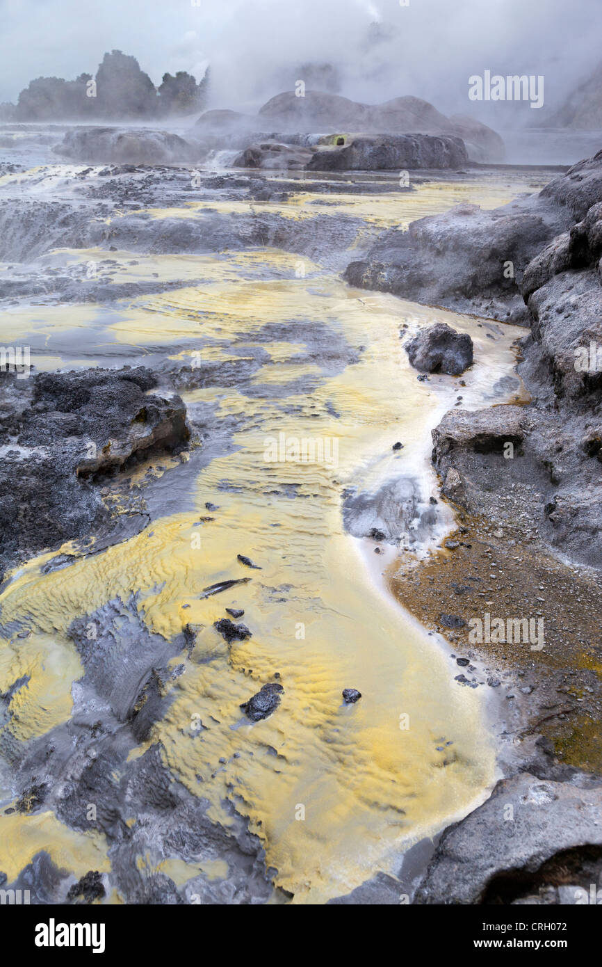 Primaeval scena a Te Puia area geotermica, a Rotorua, Nuova Zelanda 12 Foto Stock