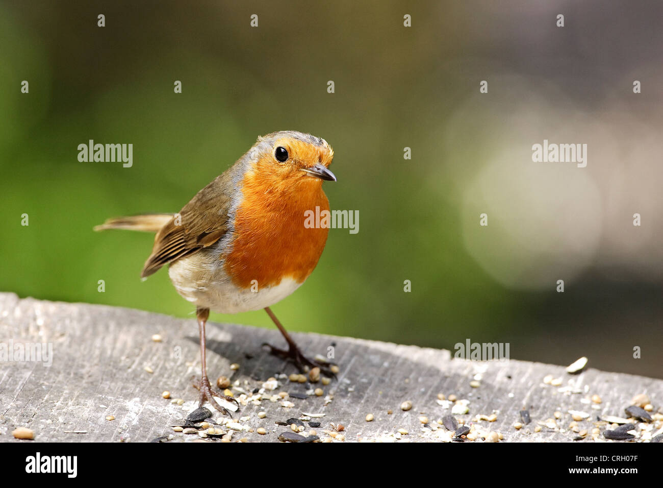 Un Robin (Erithacus rubecula) alertly arroccato su di una tavola di alimentazione. Foto Stock