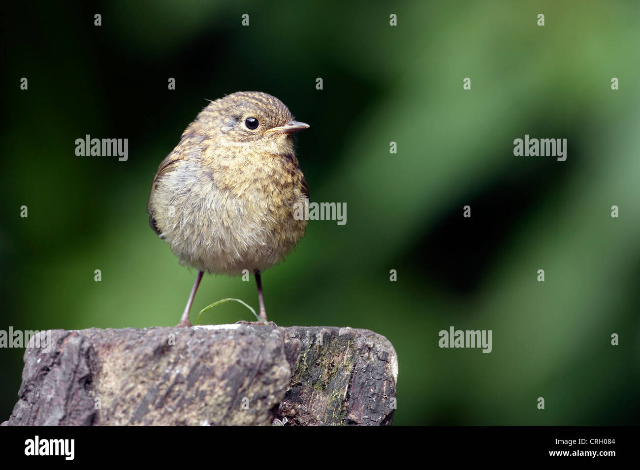 Un bambino Robin (Erithacus rubecula) alertly arroccato su un ceppo di albero. Foto Stock