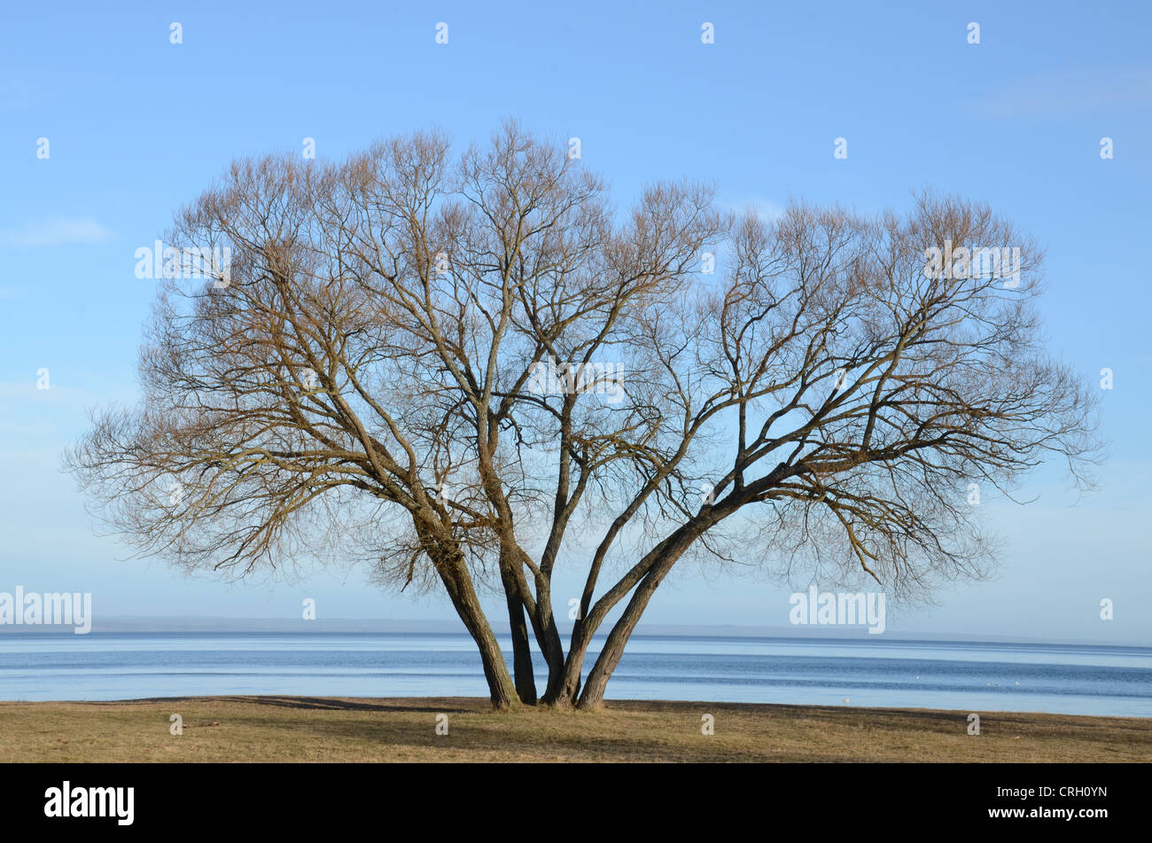 Un grande albero su una spiaggia Foto Stock
