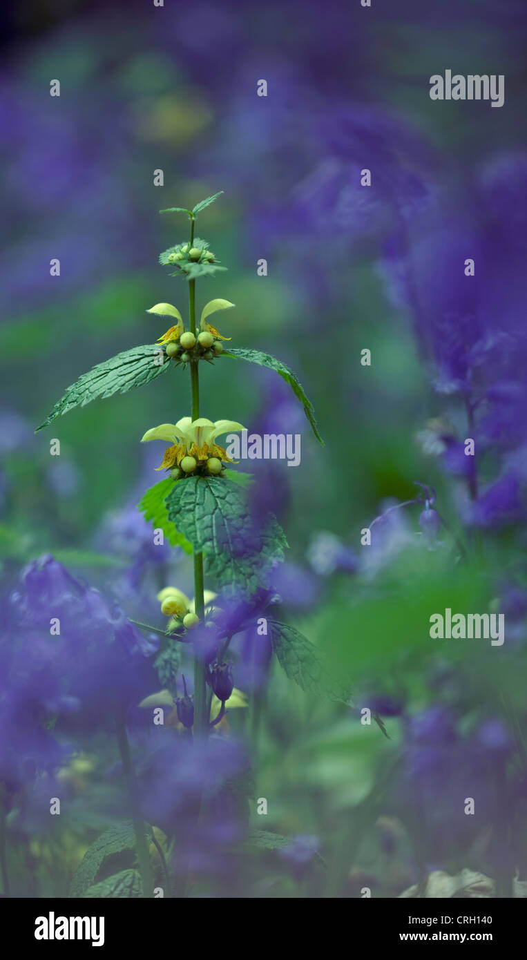 Lamium gaieobdolon, giallo dead ortica Foto Stock