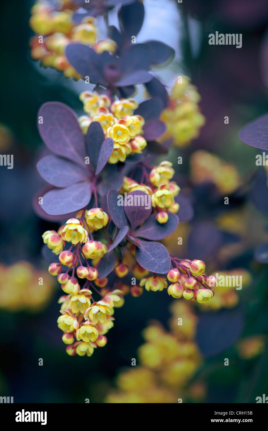 Berberis thunbergii atropurpurea, Crespino Foto Stock