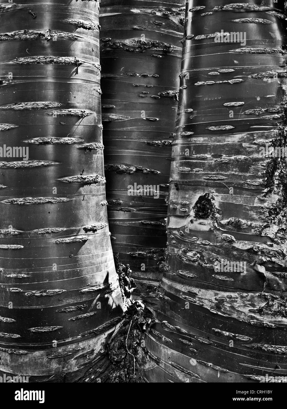 Tibetian Cherry Tree trunk Foto Stock