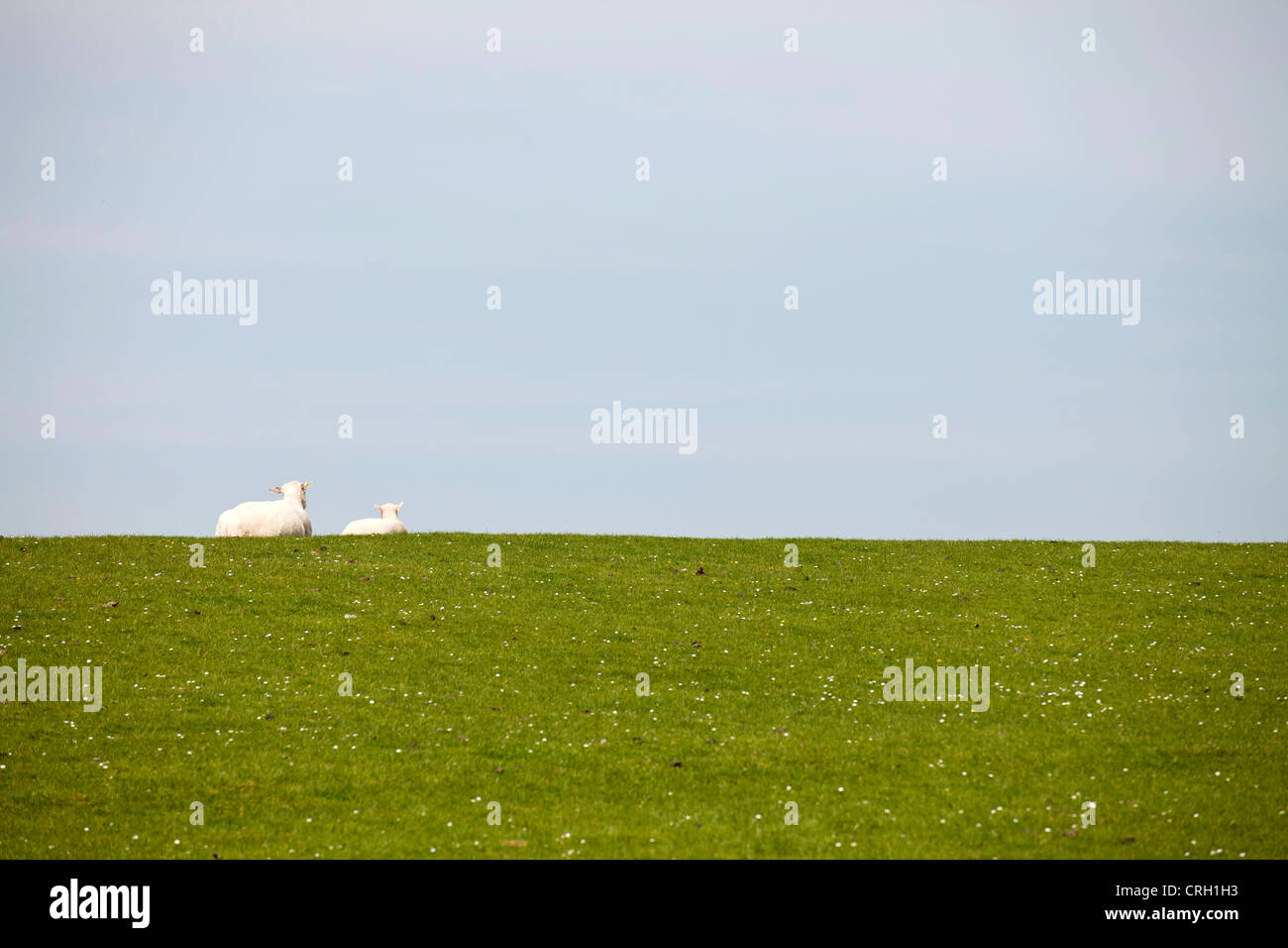 Pecore giacente su una diga, Buesum, Dithmarschen distretto, Schleswig-Holstein, Germania, Europa Foto Stock