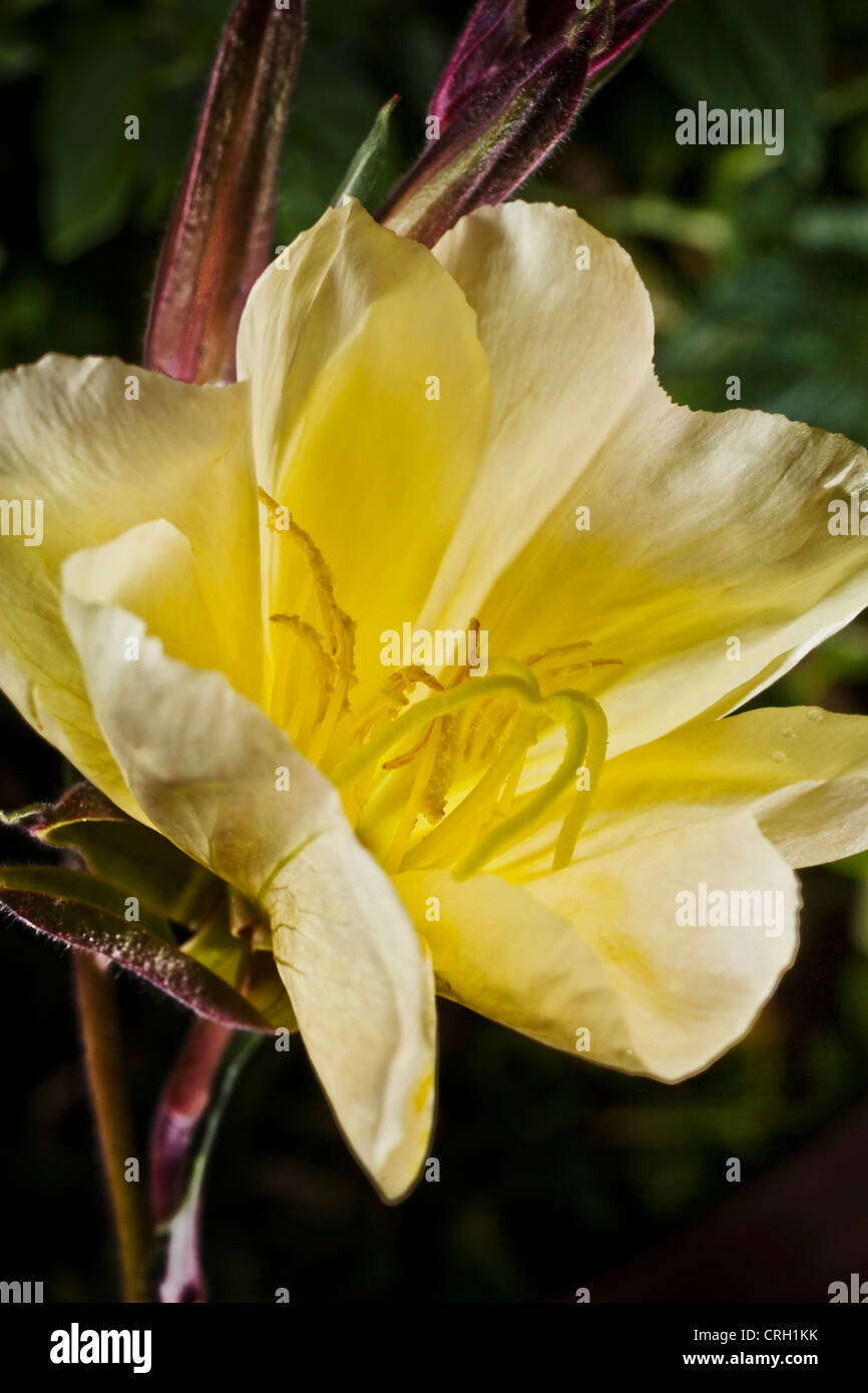 Oenothera biennis, enagra Foto Stock
