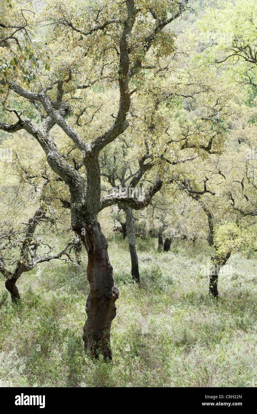 Quercus suber, querce da sughero Foto Stock