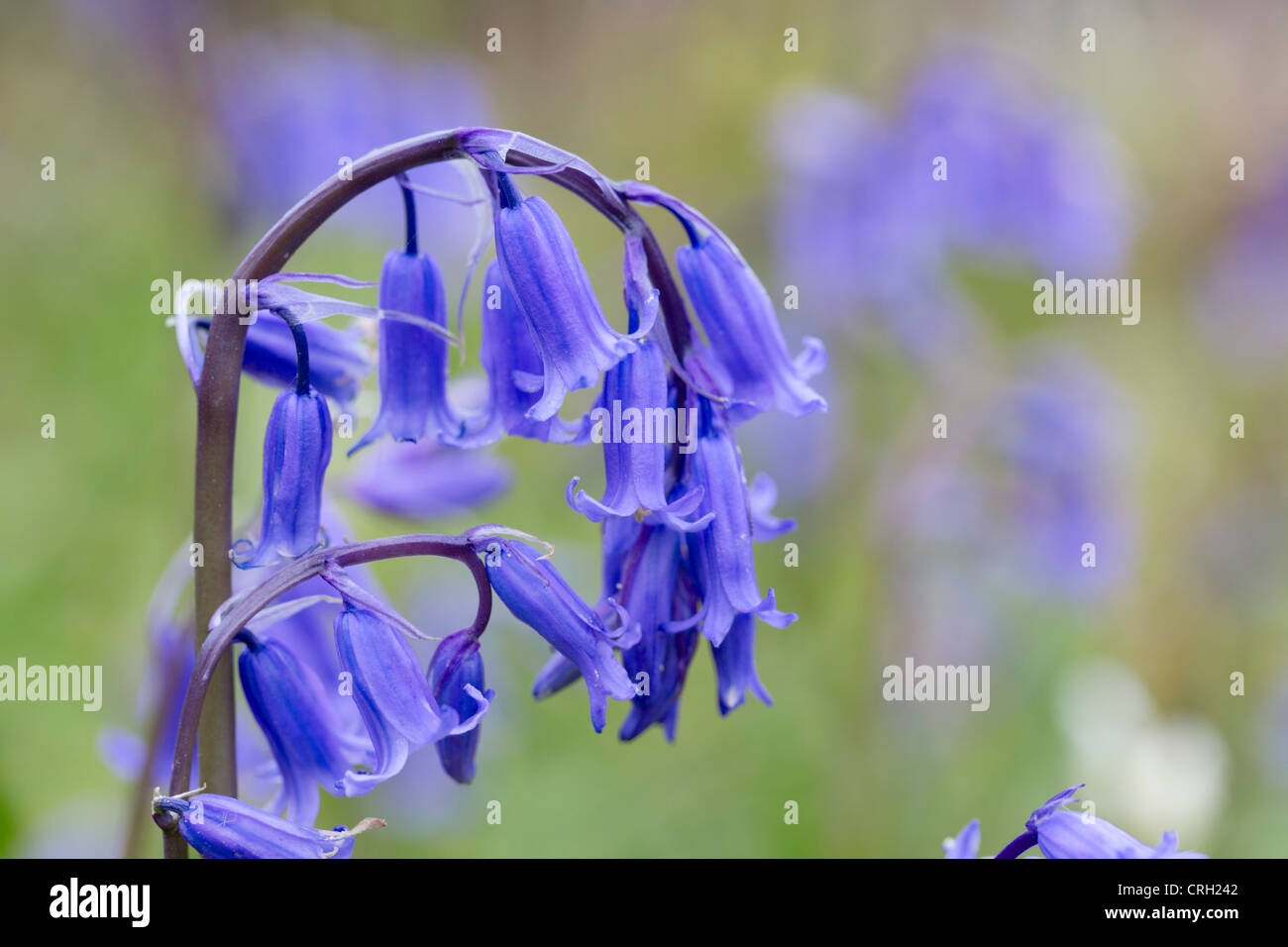 Bluebell; Hyacinthoides non scripta; Cornovaglia; Regno Unito Foto Stock