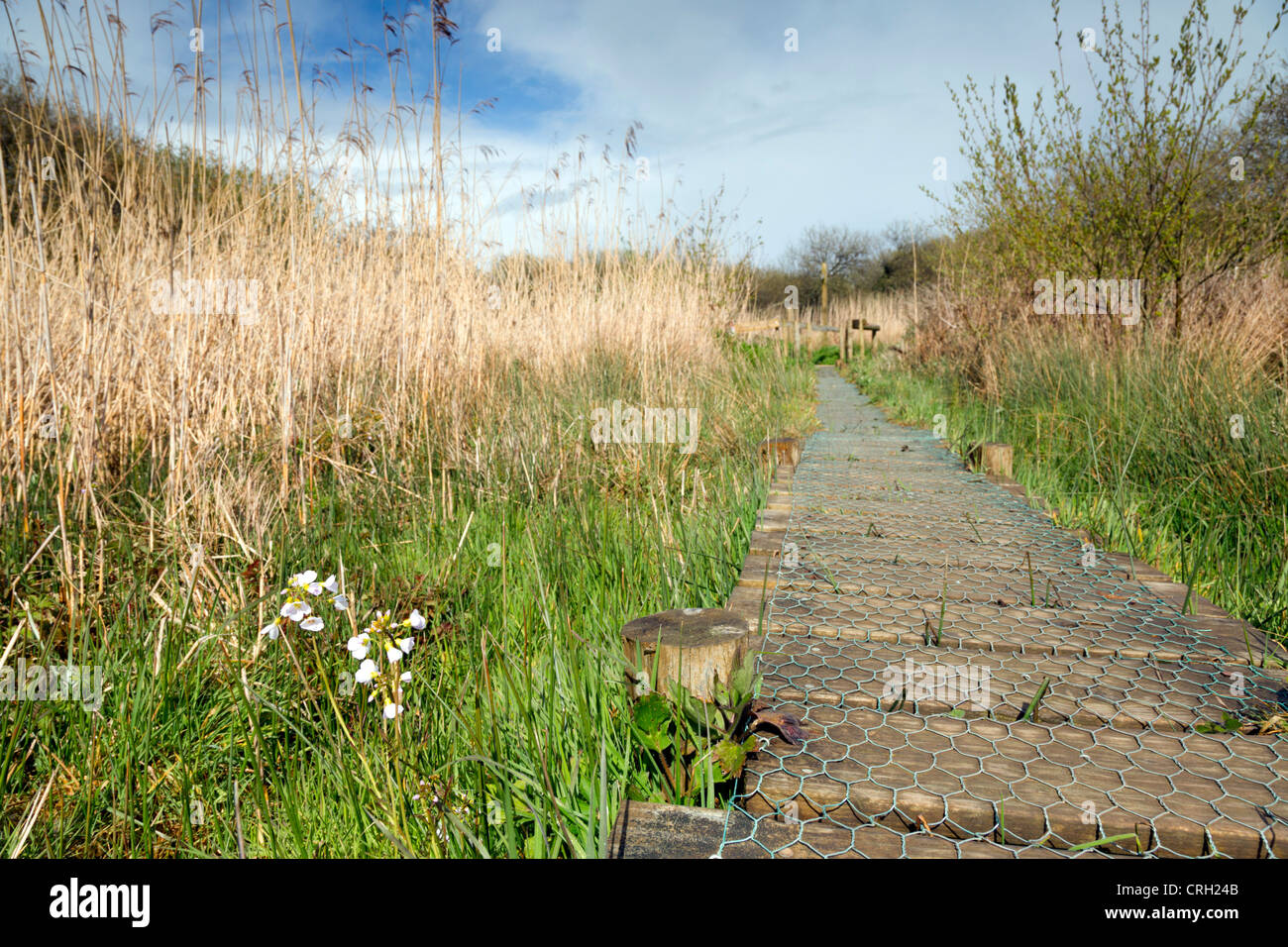 Board walk e Reed Bed; Bude Canal; Cornovaglia; Regno Unito Foto Stock